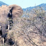 Elephants are BIG!