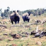 Charging rhinos are very scary. 