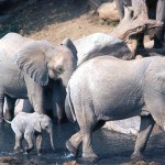 Elephants protect the little ones. 