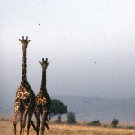 Giraffes can run fast!