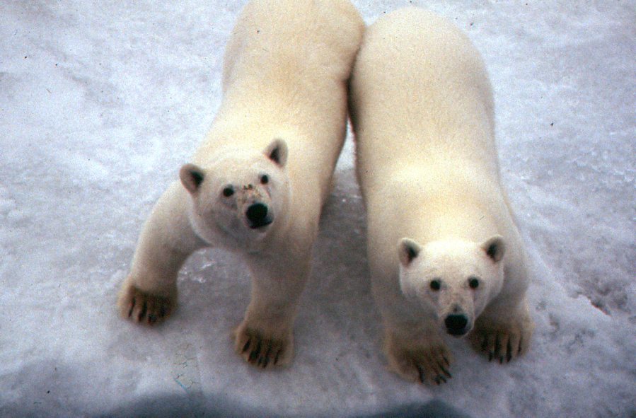 I photographed these polar bears from the ship. You wouldn't want to go near their paws! One swipe would knock you down!